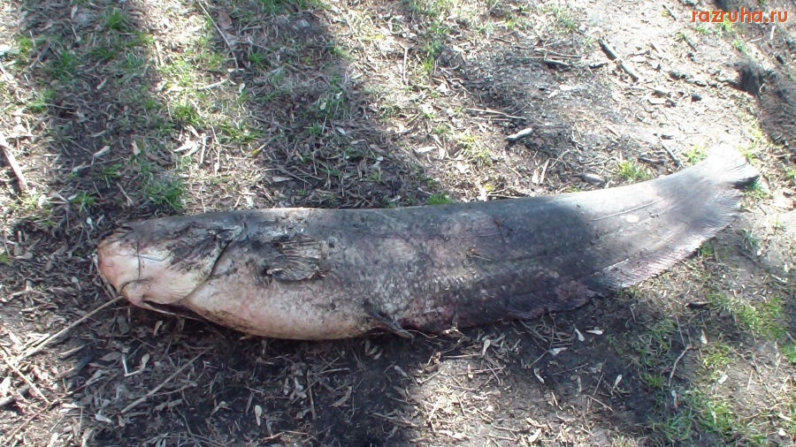 Курск - рыба в воде курская 2017