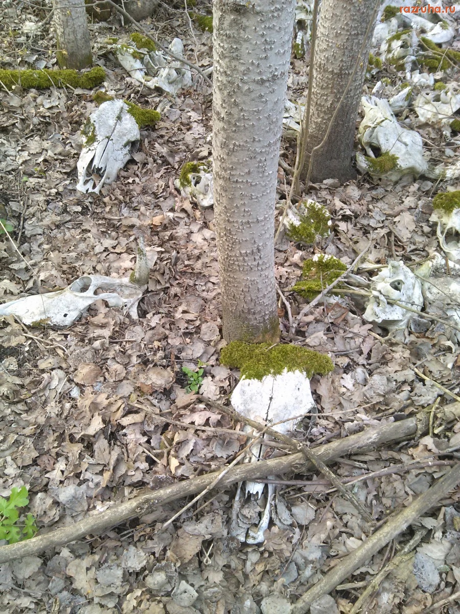 Курск - Черепушки