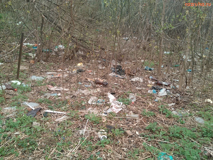 Курск - Загаженный лес