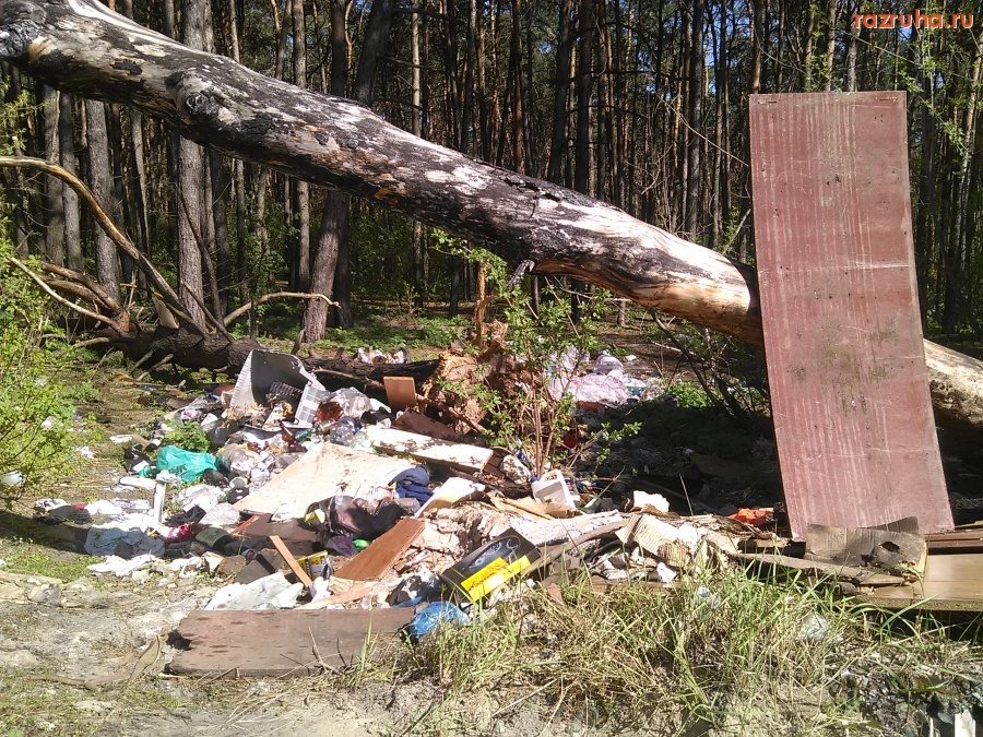 Курск - Нагадили в лес