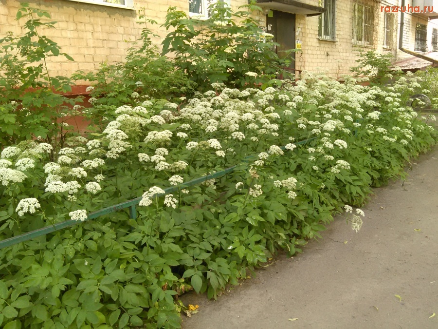 Курск - Бурьян