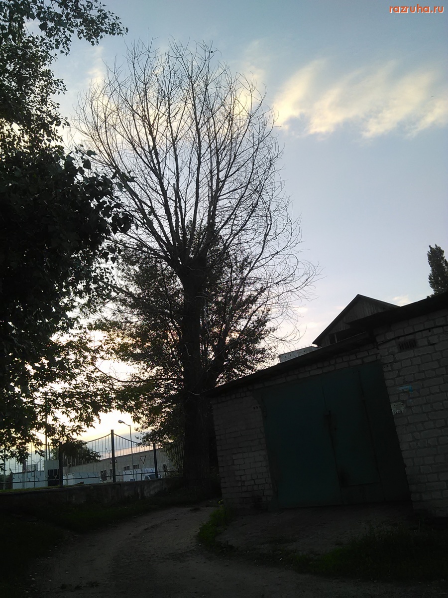 Курск - Засохло дерево