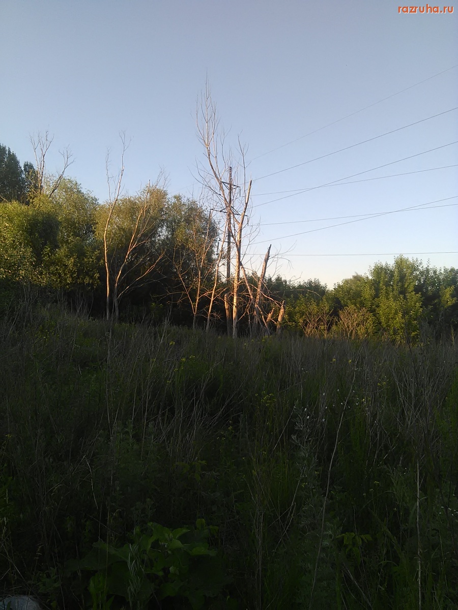 Курск - Засохшие деревья