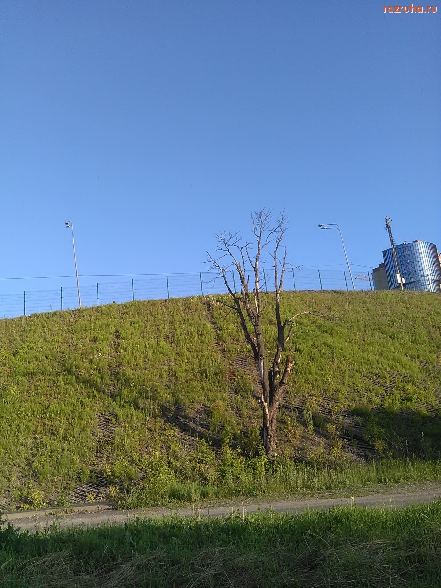 Курск - Засохло дерево