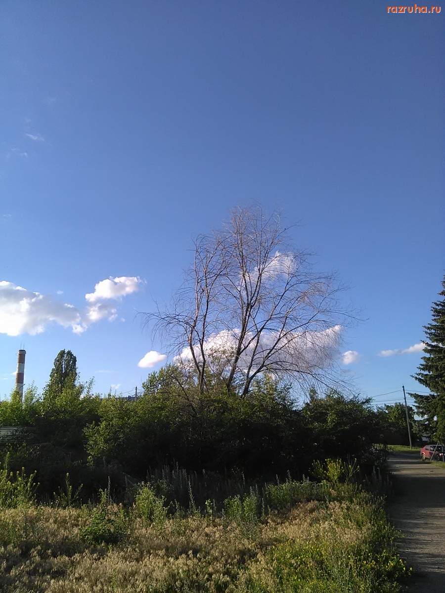 Курск - Засохшее дерево