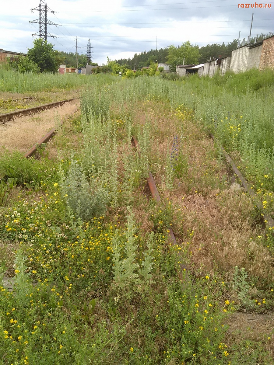 Курск - Заросшая железная дорога