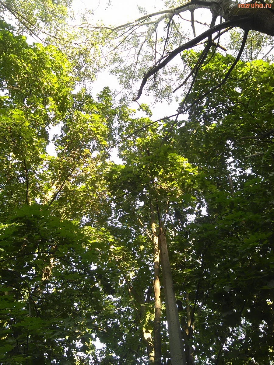 Курск - Прячется в зарослях