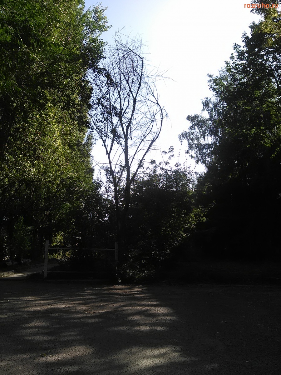 Курск - Высохшее дерево