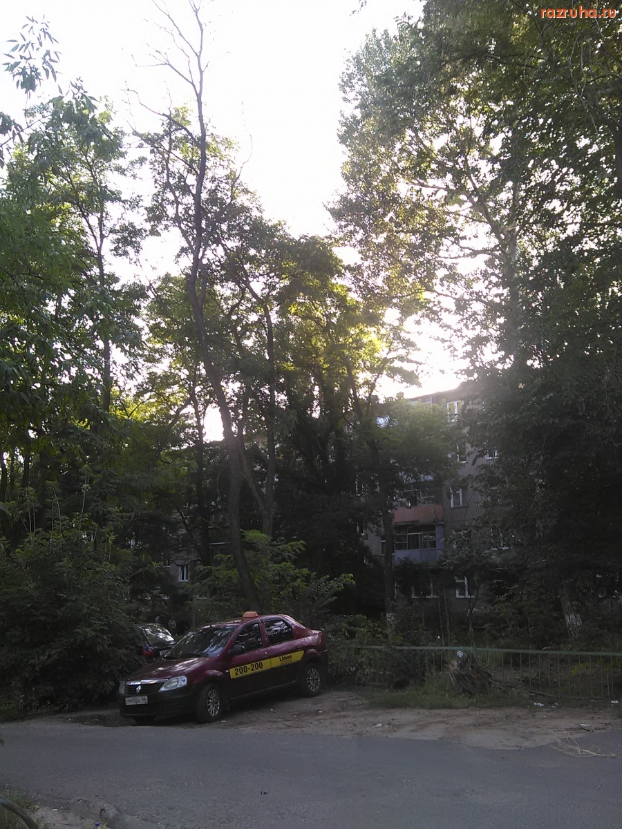 Курск - Высохшее дерево