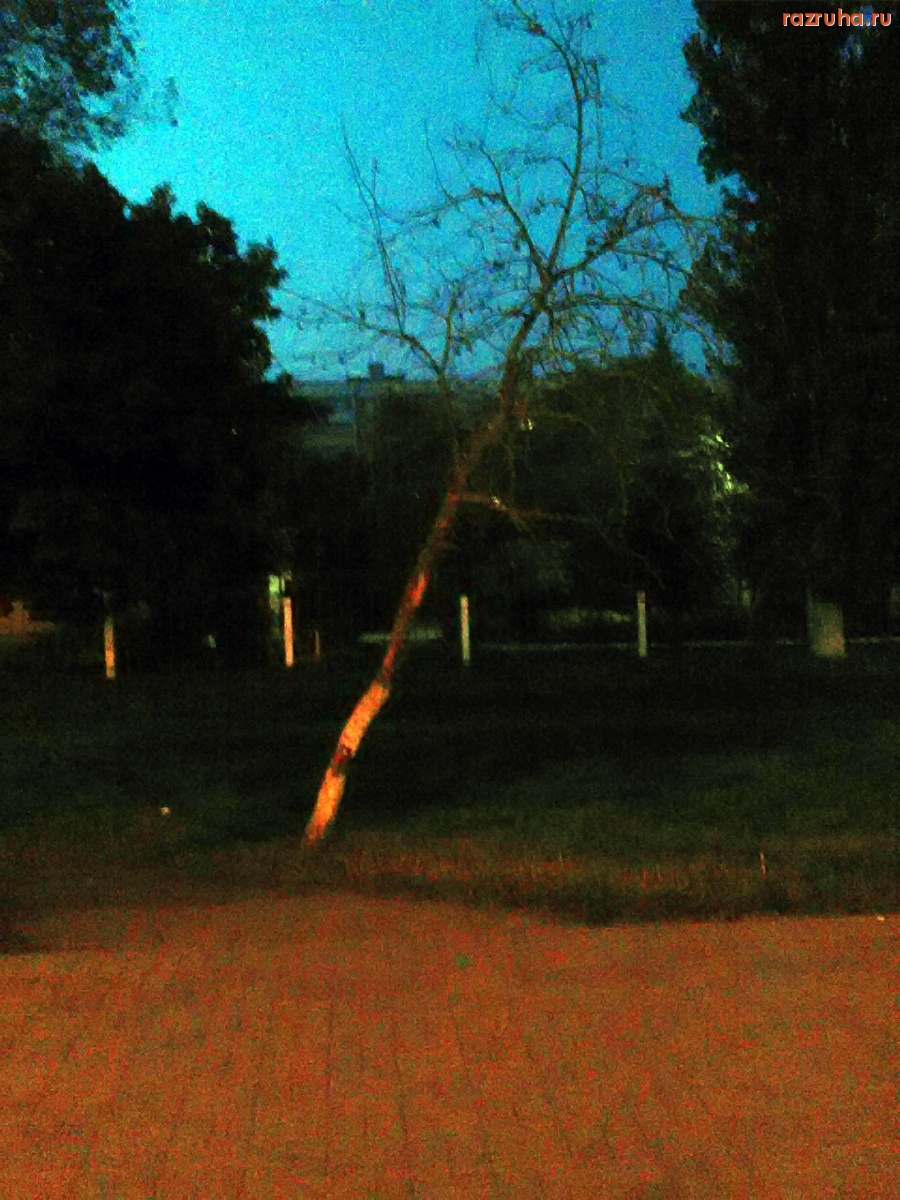 Курск - Высохшее дерево