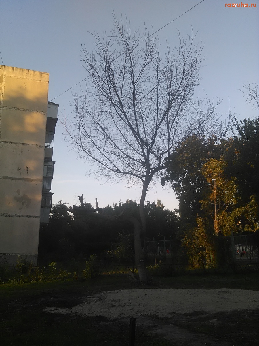 Курск - Дерево стоит