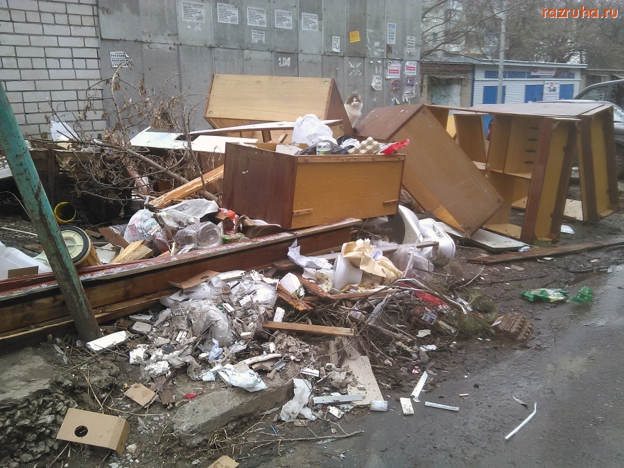 Курск - Кошка на помойке