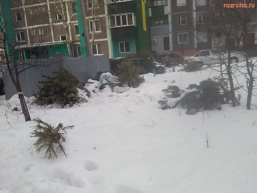 Курск - У помойки ёлки