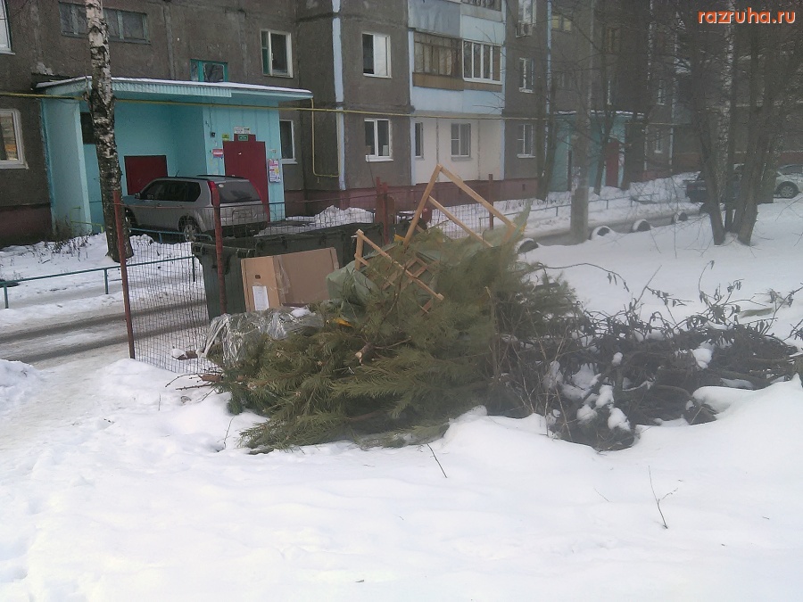 Курск - Ёлки во дворе