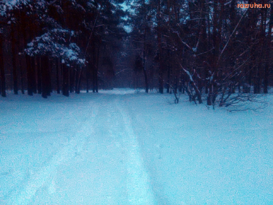 Курск - В лесу