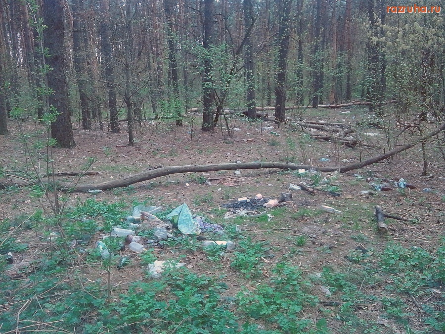 Курск - Загаженный лес