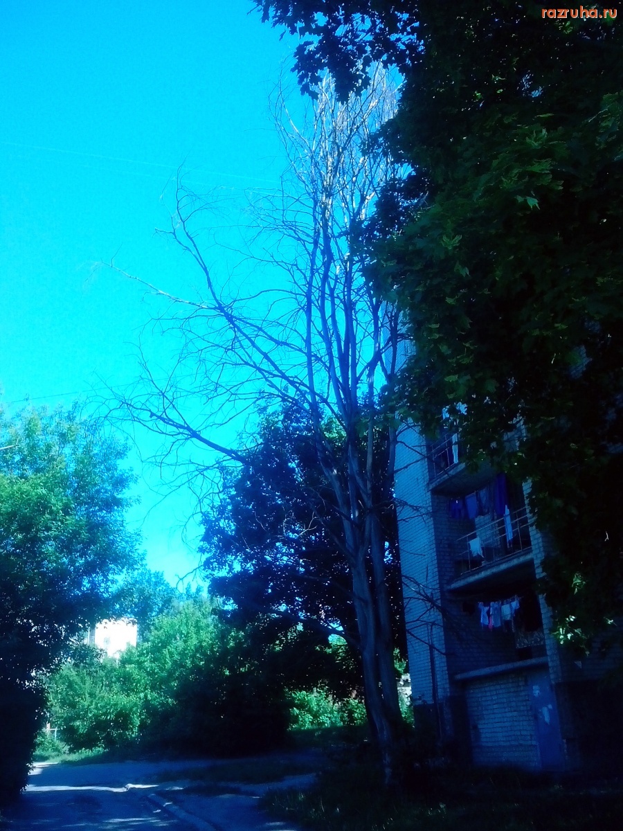 Курск - Дерево высохло