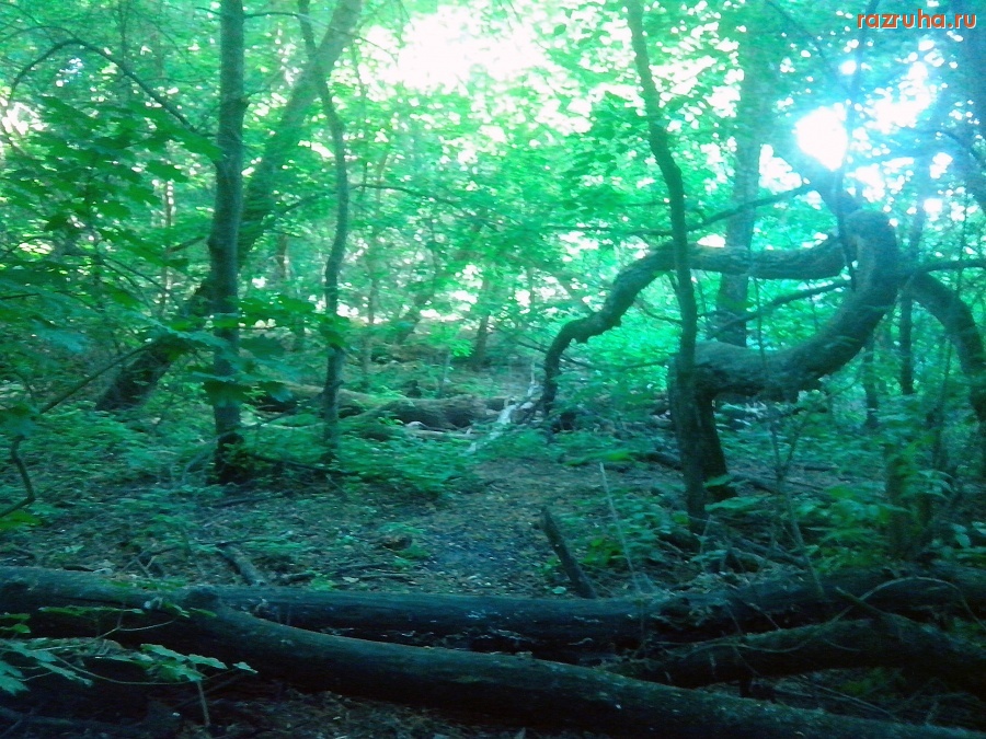 Курск - Бурелом