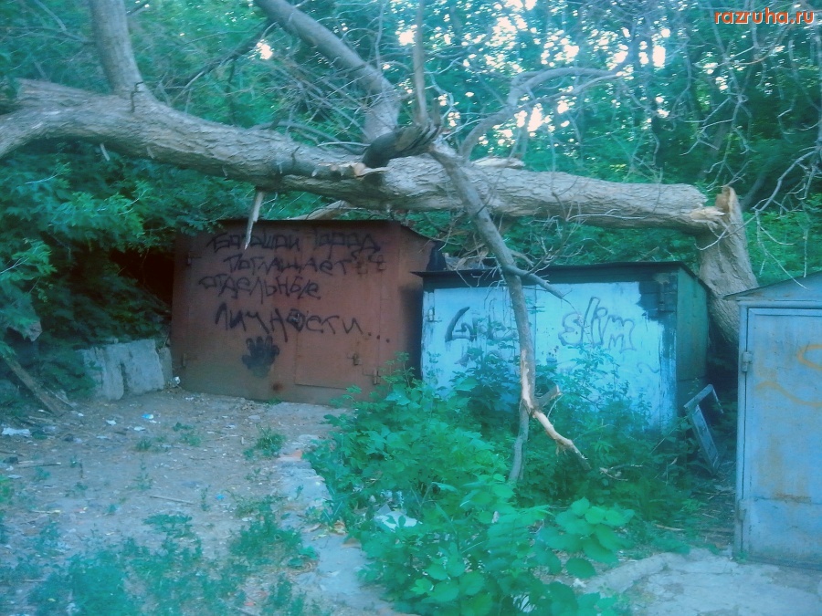 Курск - О деревьях