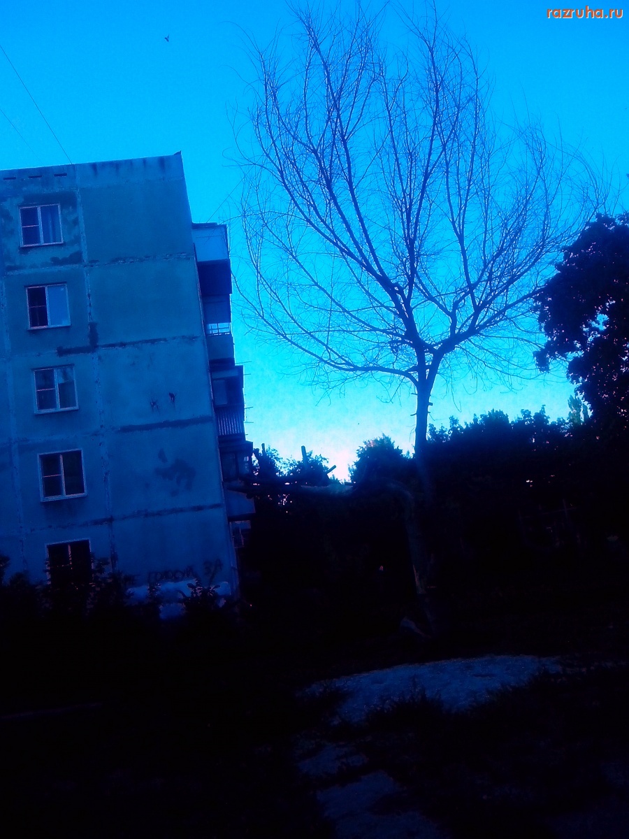 Курск - О дереве