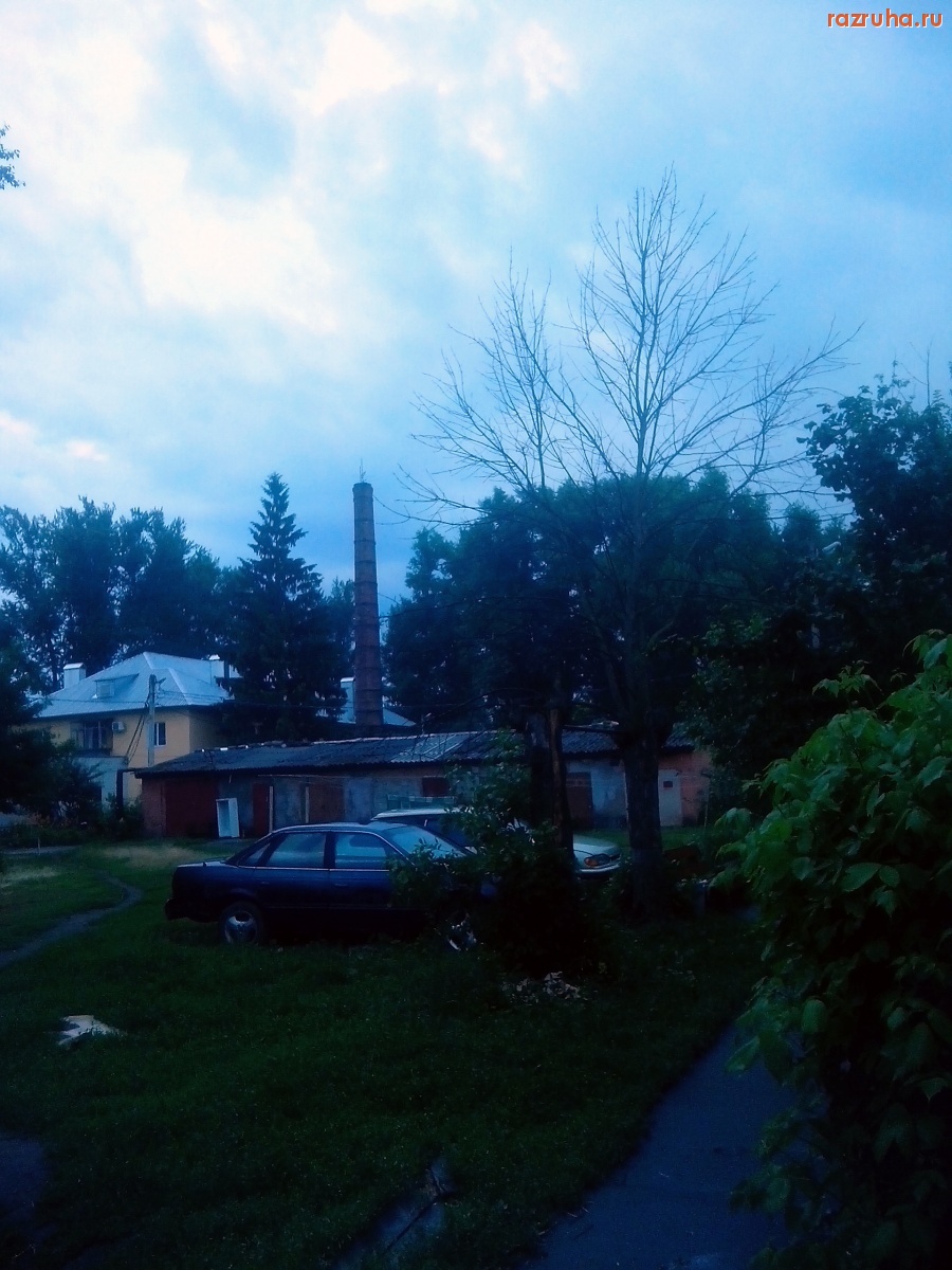 Курск - Засохшее дерево