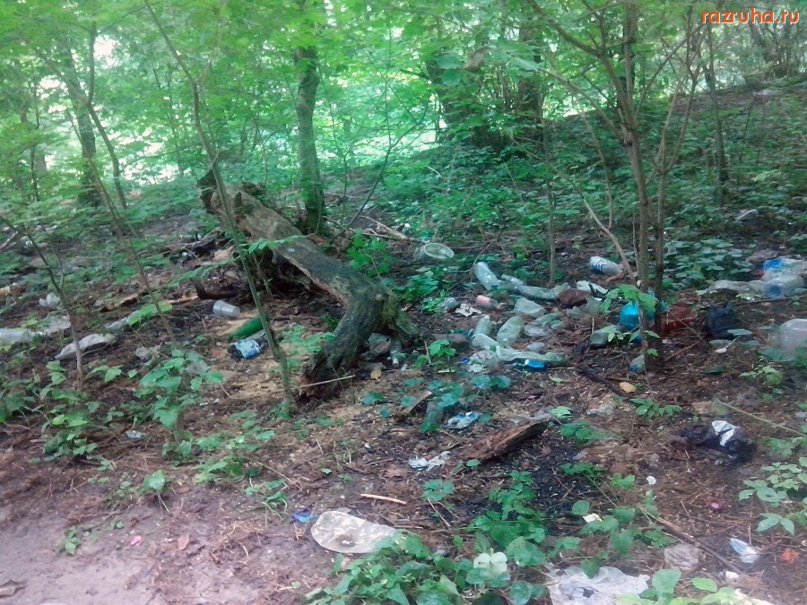 Курск - Мусор в лесу