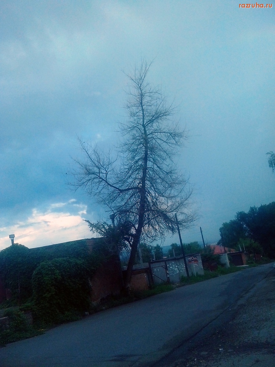 Курск - Дерево засохло