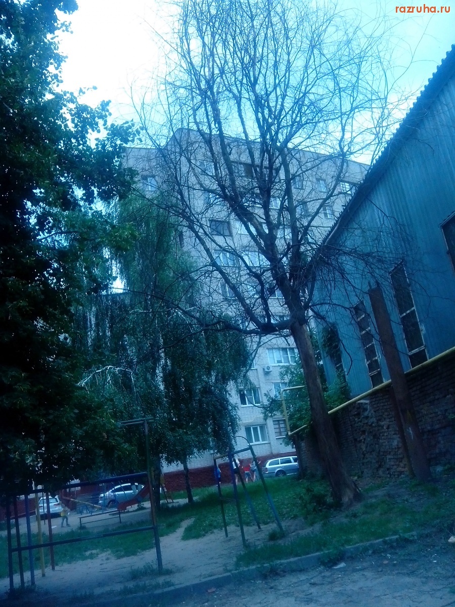 Курск - Засохшее дерево