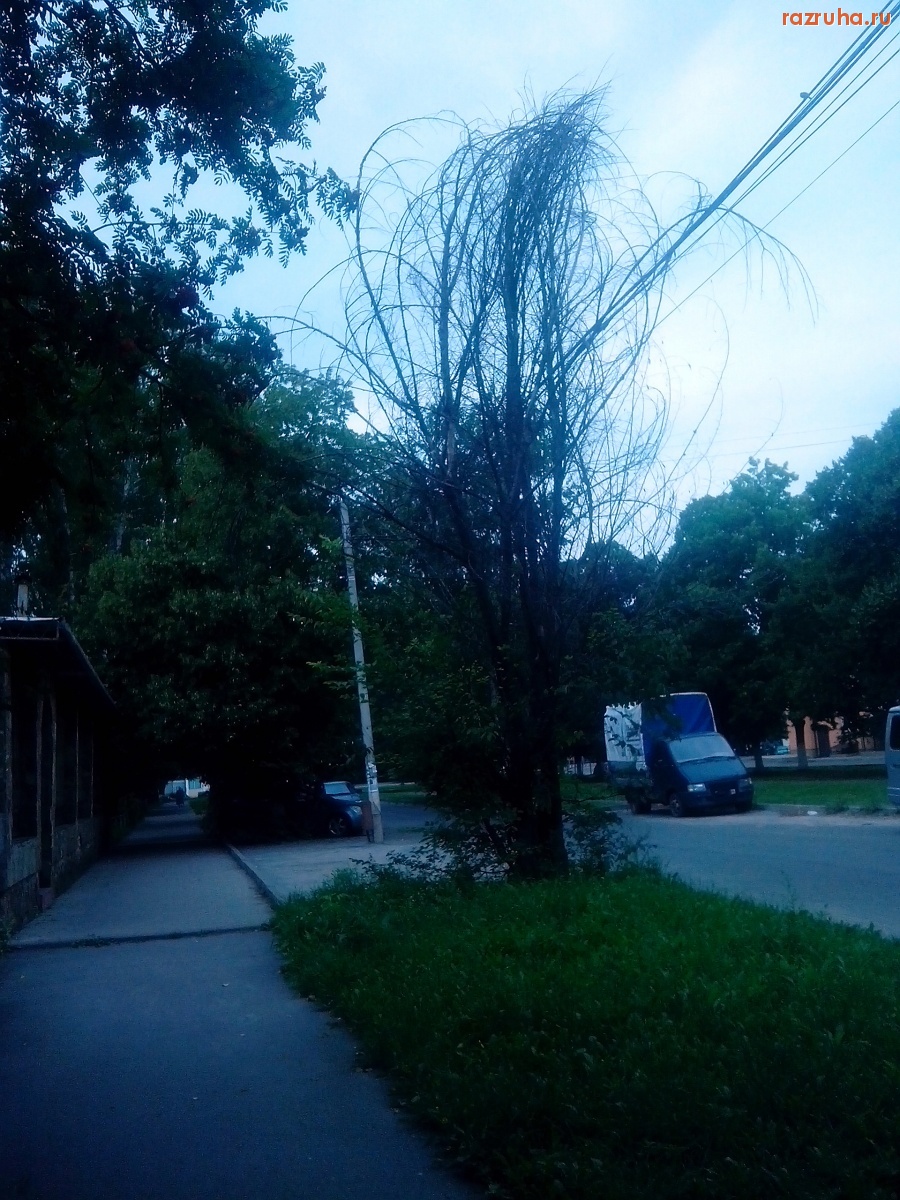 Курск - Засохшее дерево