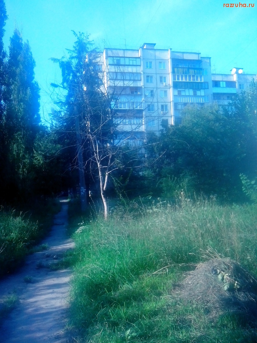 Курск - Засохшее дерево