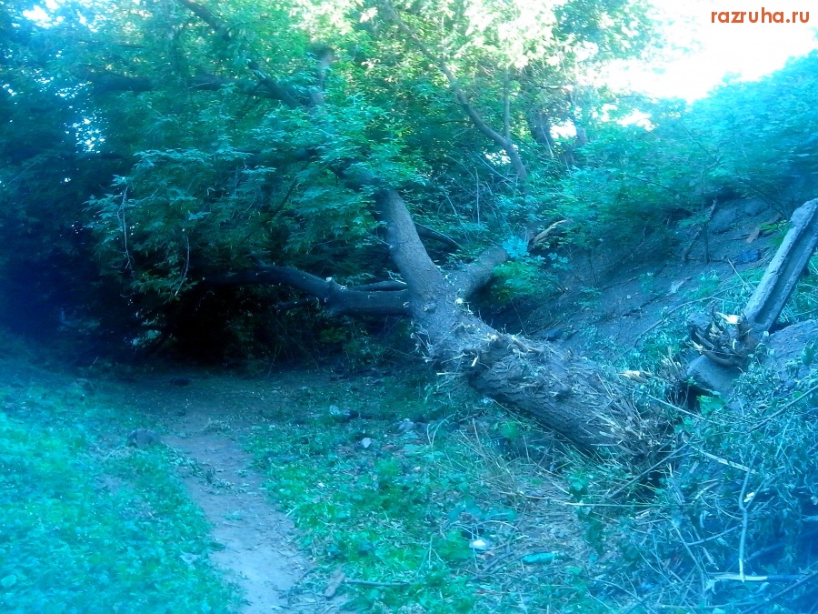 Курск - Упало дерево