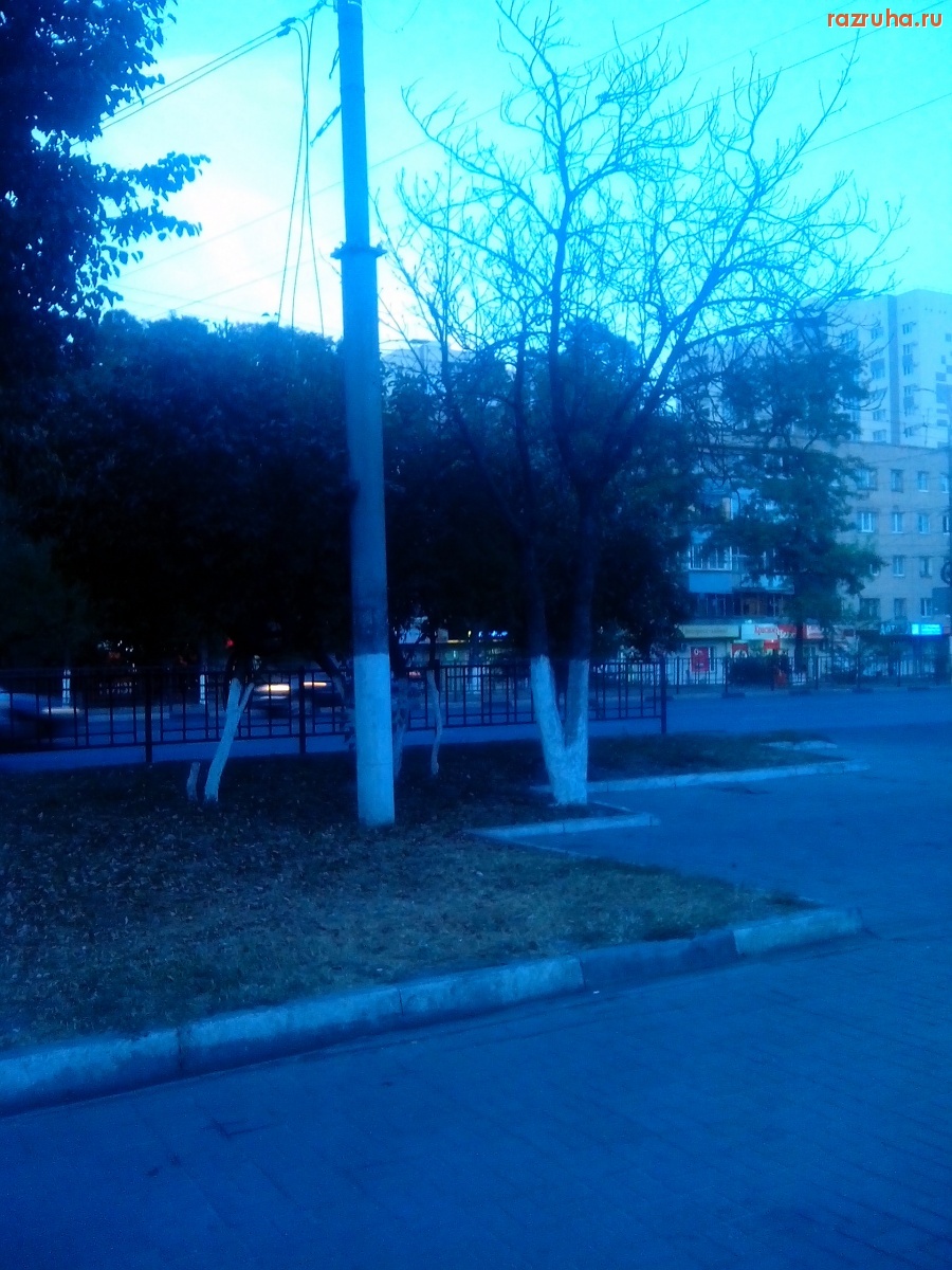 Курск - Дерево высохло