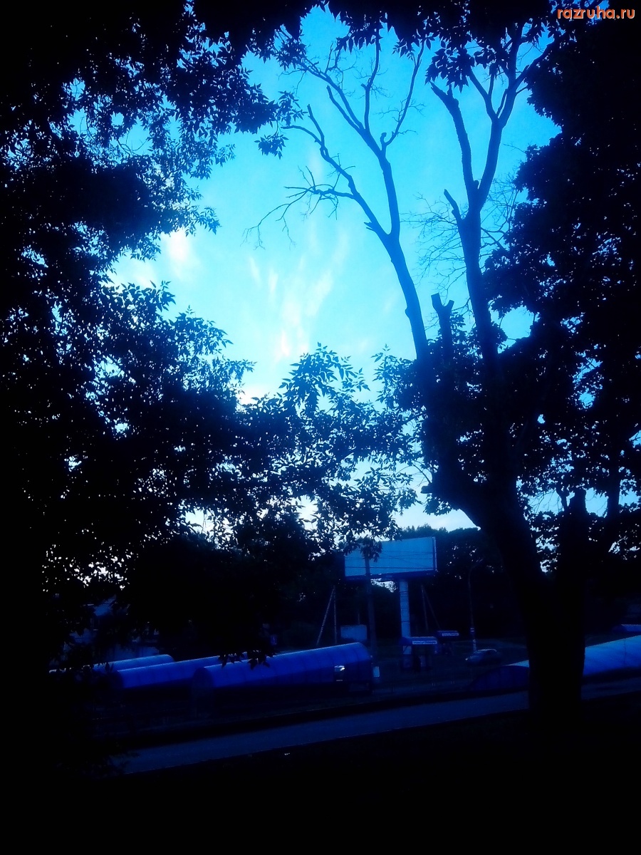 Курск - Засохшее дерево