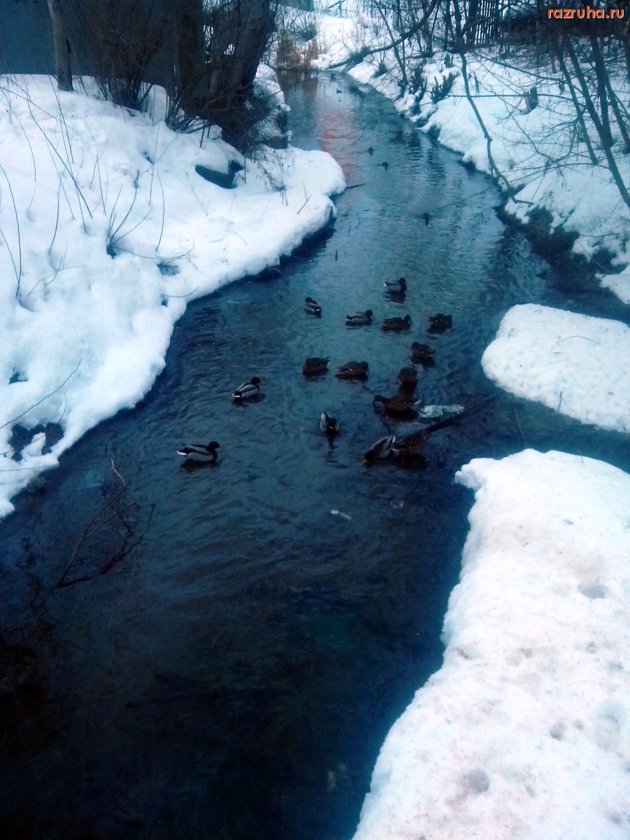 Курск - Утки