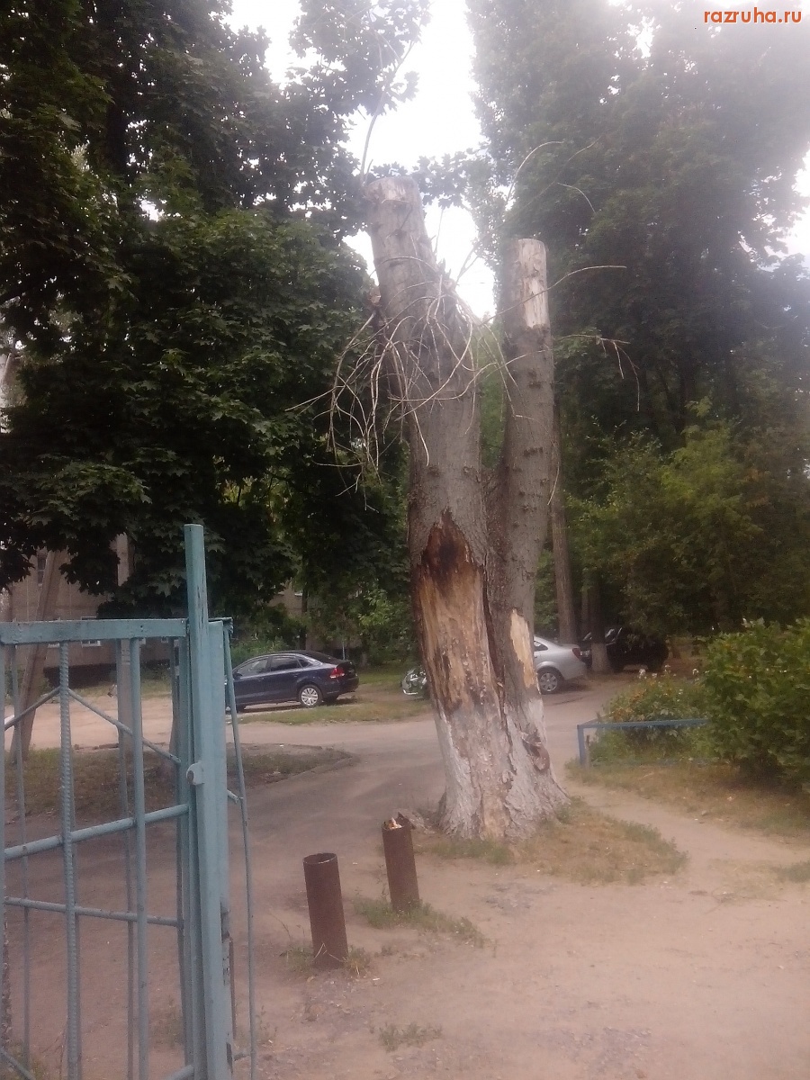 Курск - Высохло дерево