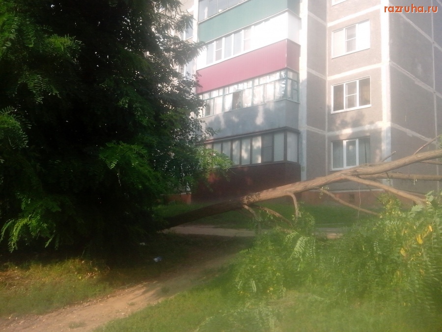 Курск - Упало дерево