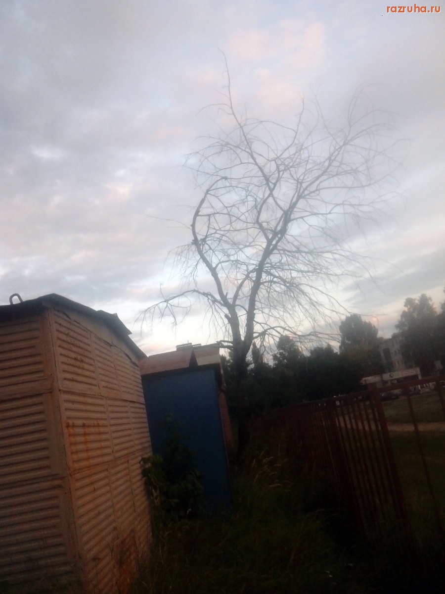 Курск - Высохшее дерево