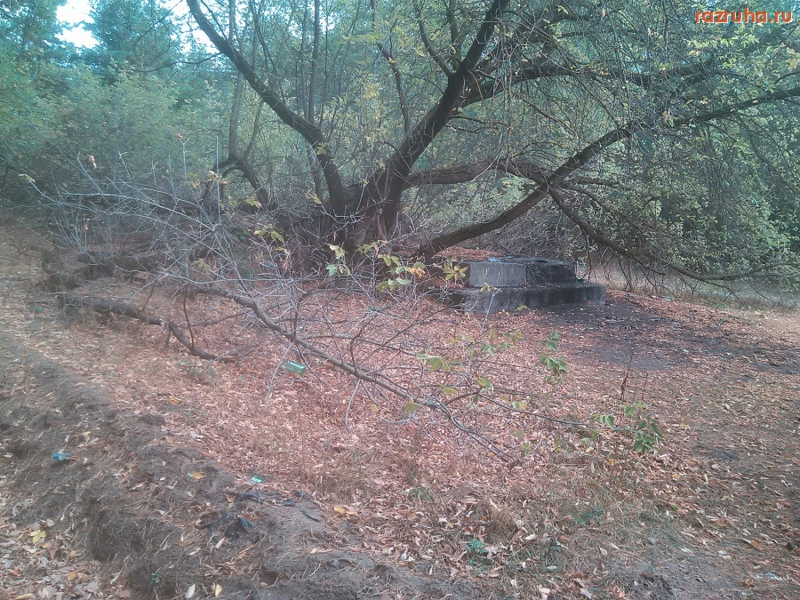 Курск - Люк под деревом