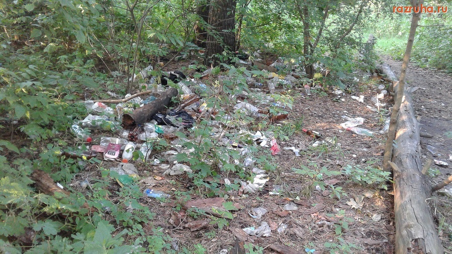 Курск - Куча в лесу