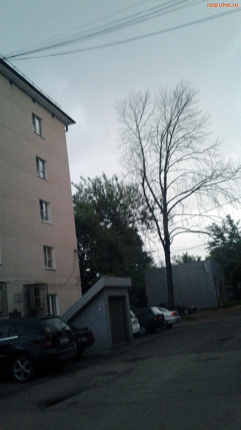 Курск - Дерево высохло