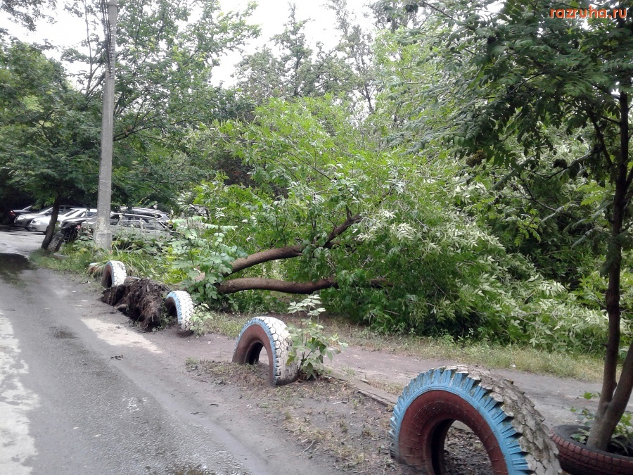 Курск - Падение дерева