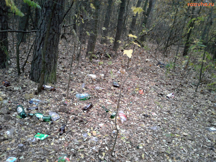 Курск - Лесная куча