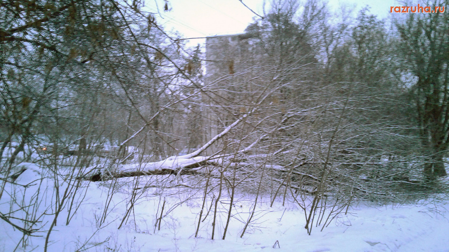 Курск - Упавшее дерево