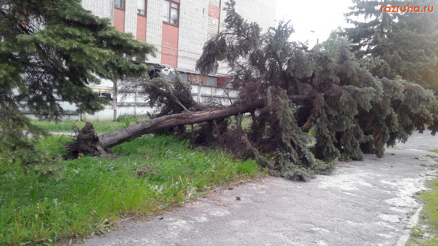 Курск - Упавшая ёлка