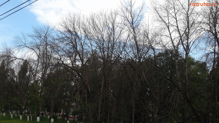 Курск - Высохшие деревья