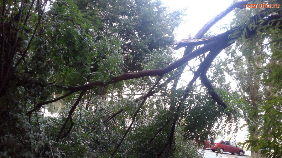 Курск - Упала ветка