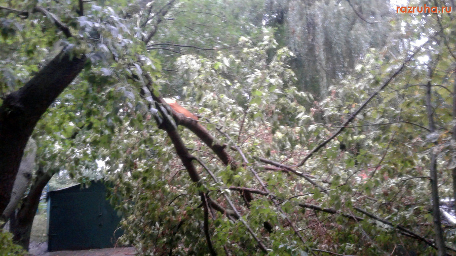 Курск - Дерево упало