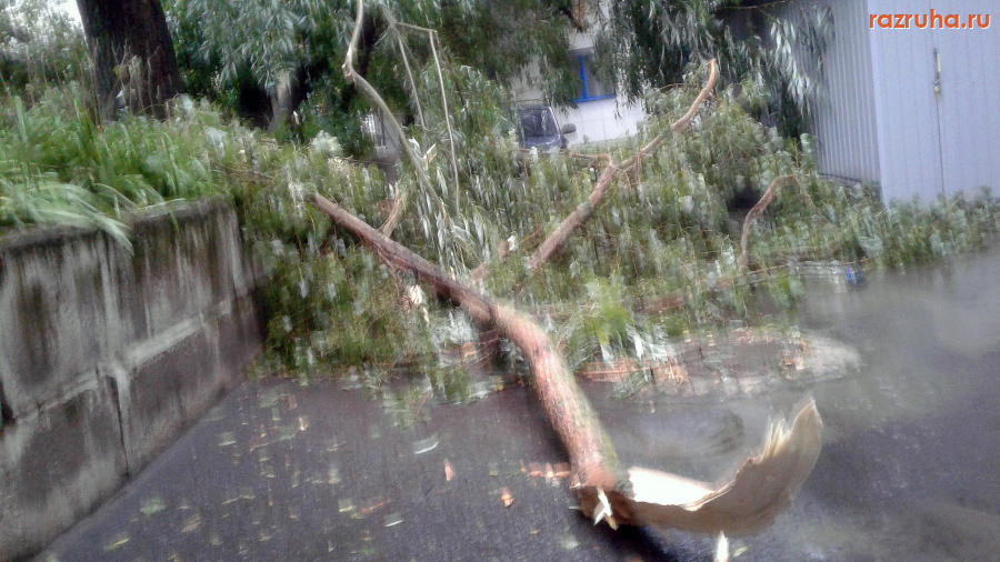 Курск - Ветка упала