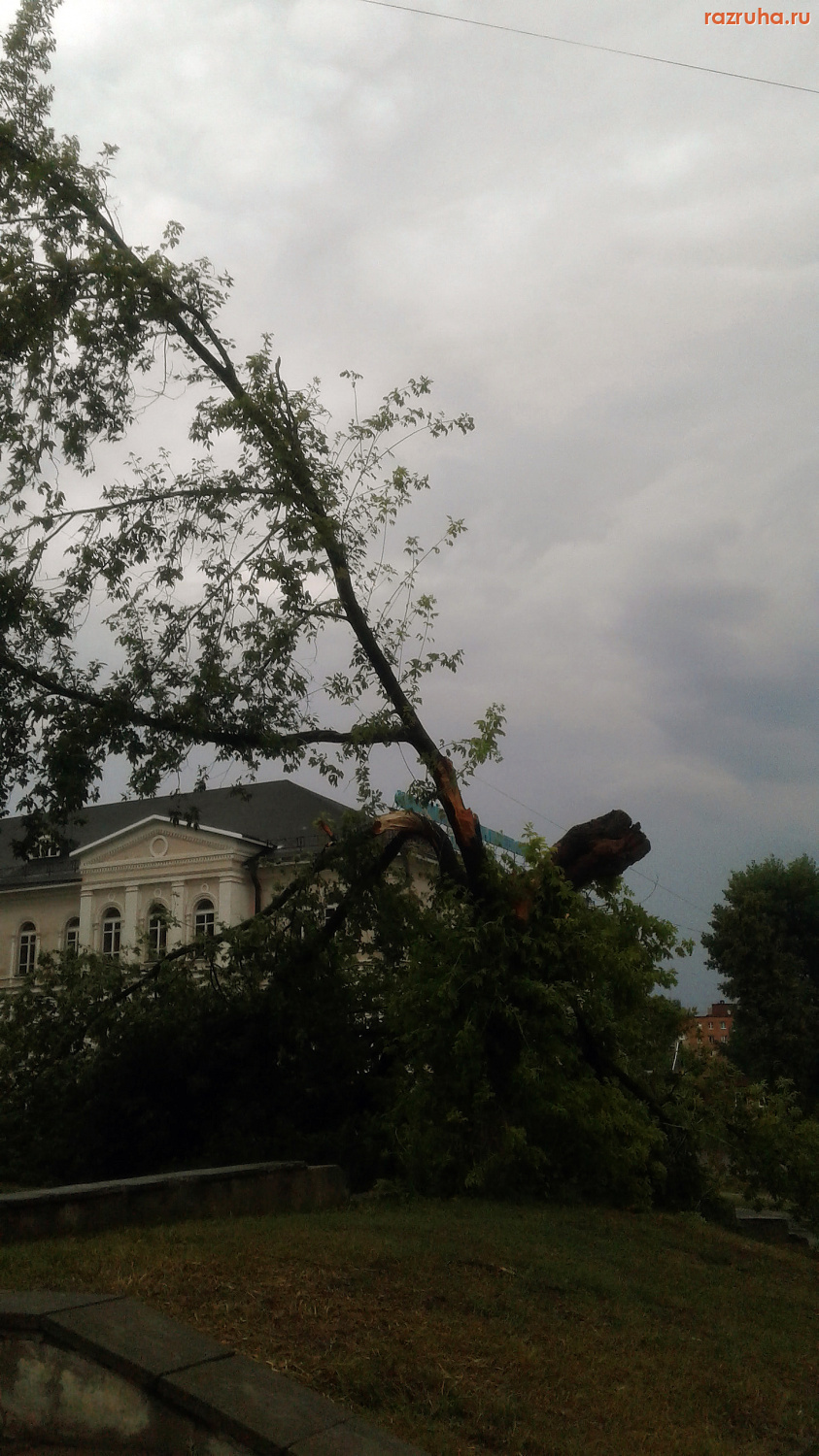Курск - Дерево упало