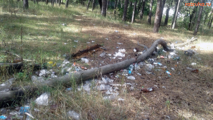 Курск - Мусор в лесу
